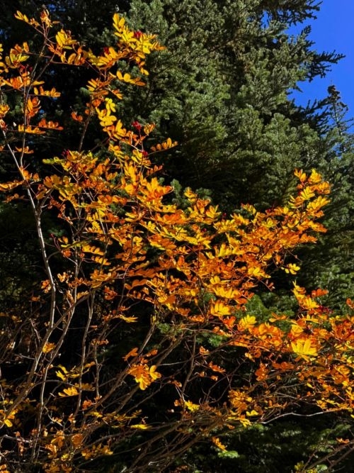 Mountain ash seems to glow against the evergreens