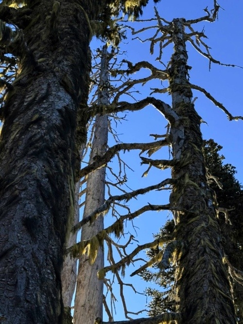 Naked trees. Standing snags; great habitat.