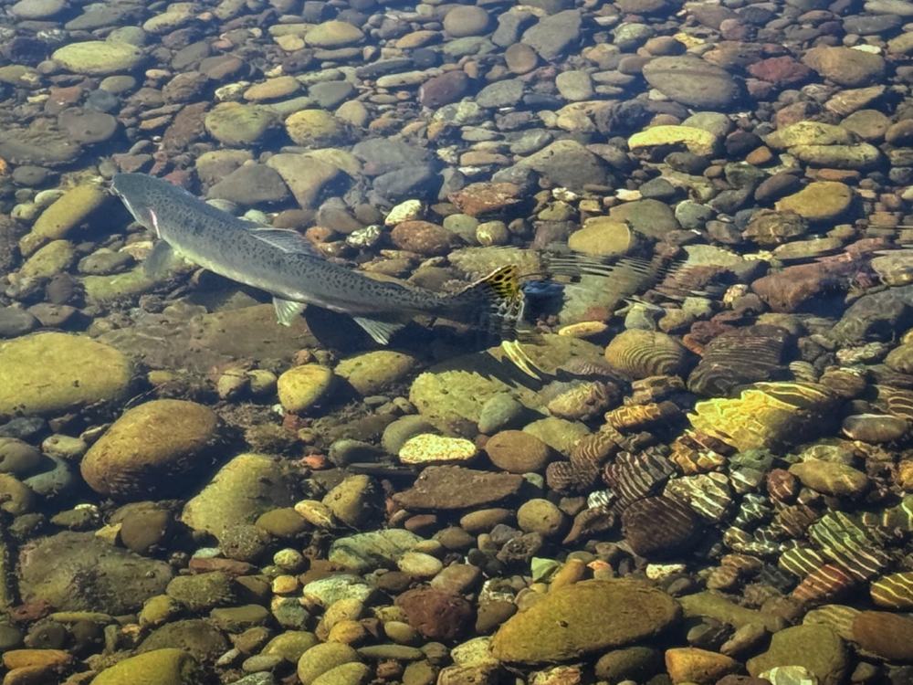 Pink salmon making its way upriver