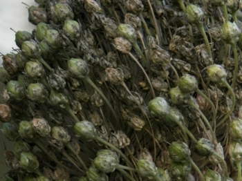 Allium seedhead