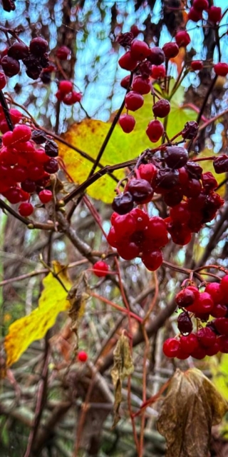 American Highbush Cranberries in November