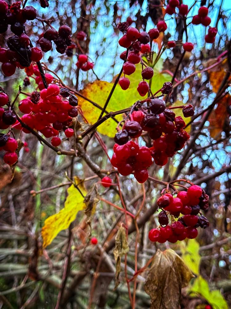 American Highbush Cranberries-November American Highbush Cranberries in November