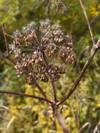 Angelica Seeds