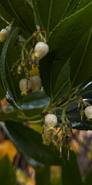 Arbutus unedo flowers