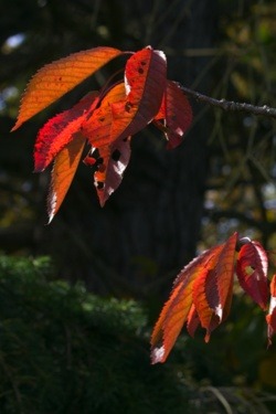 Autumn Leaves Featured Image