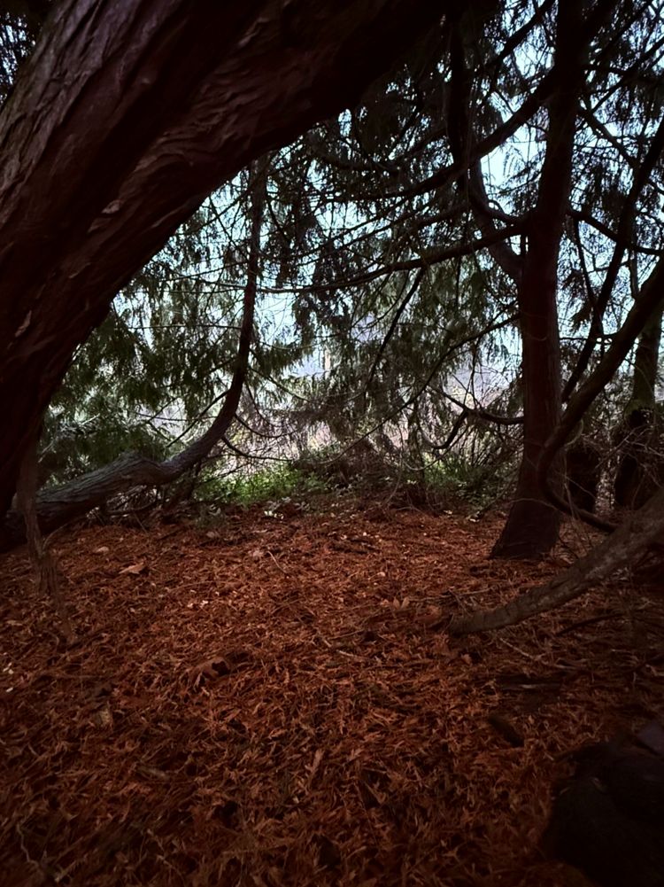 Beneath cedars in November