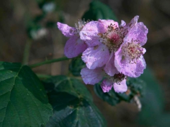 Blackberry blossom cluster in October!