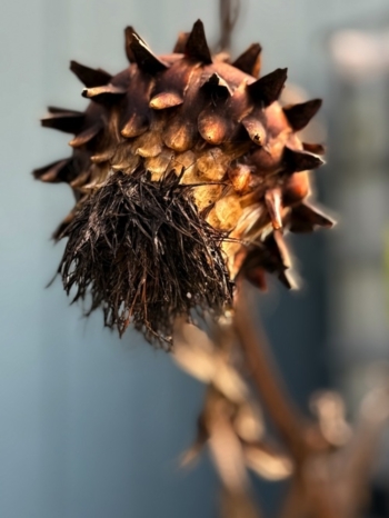 Cardoon microphone