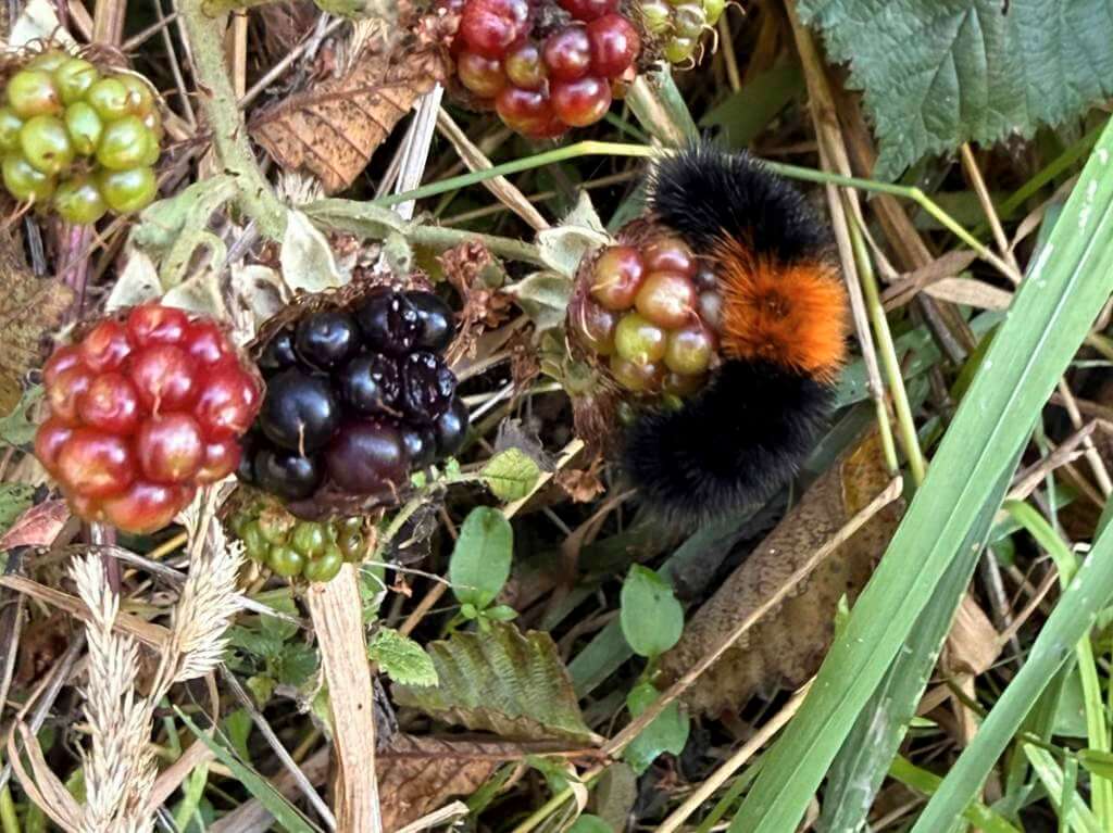 Caterpillar on berries Caterpillar on berries
