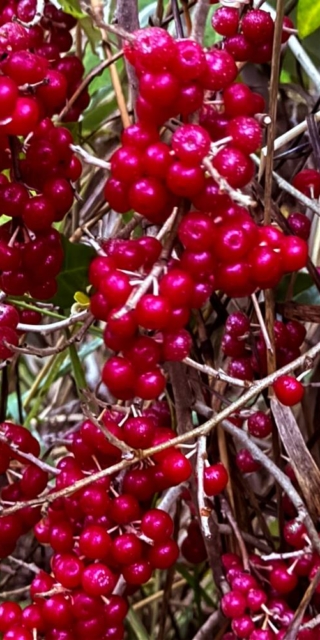 Clusters of Autumn Olives