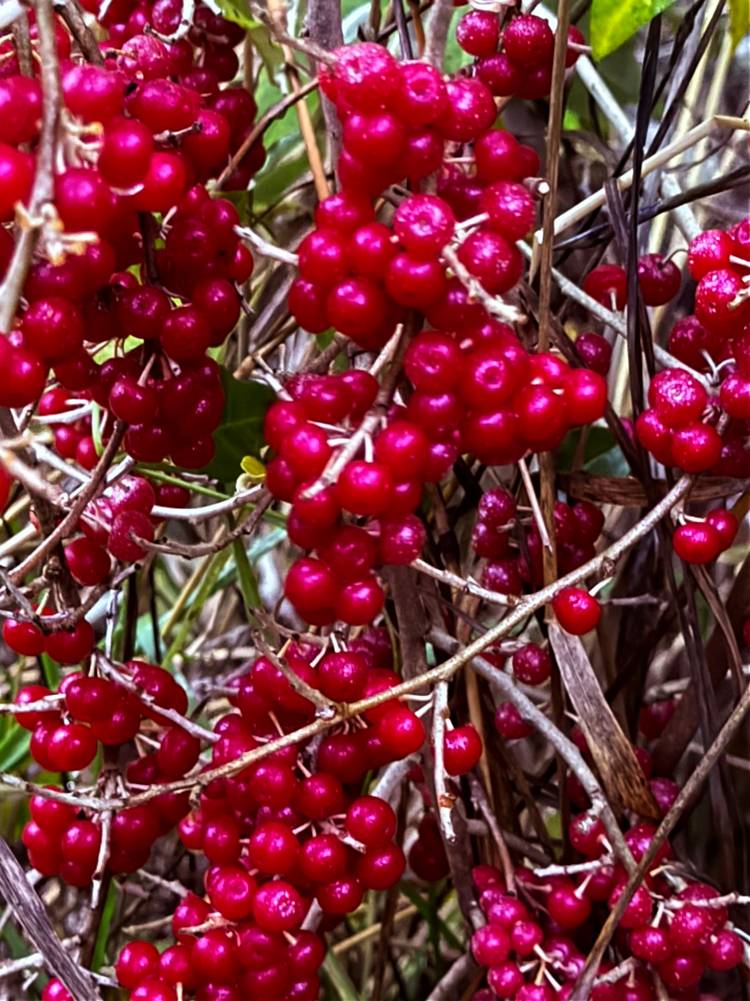Clusters of Autumn Olives Clusters of Autumn Olives