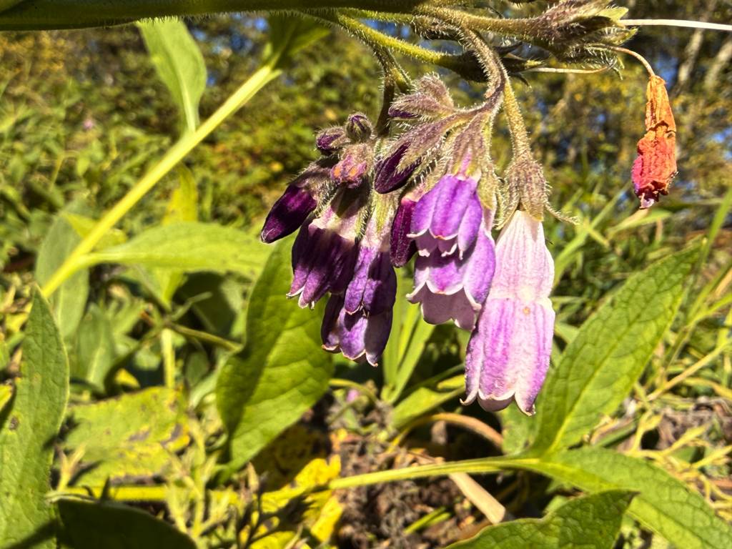 Comfrey blossoms Comfrey blossoms - such a treat for pollinators in October!