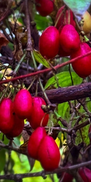 Cornelian Cherries in November