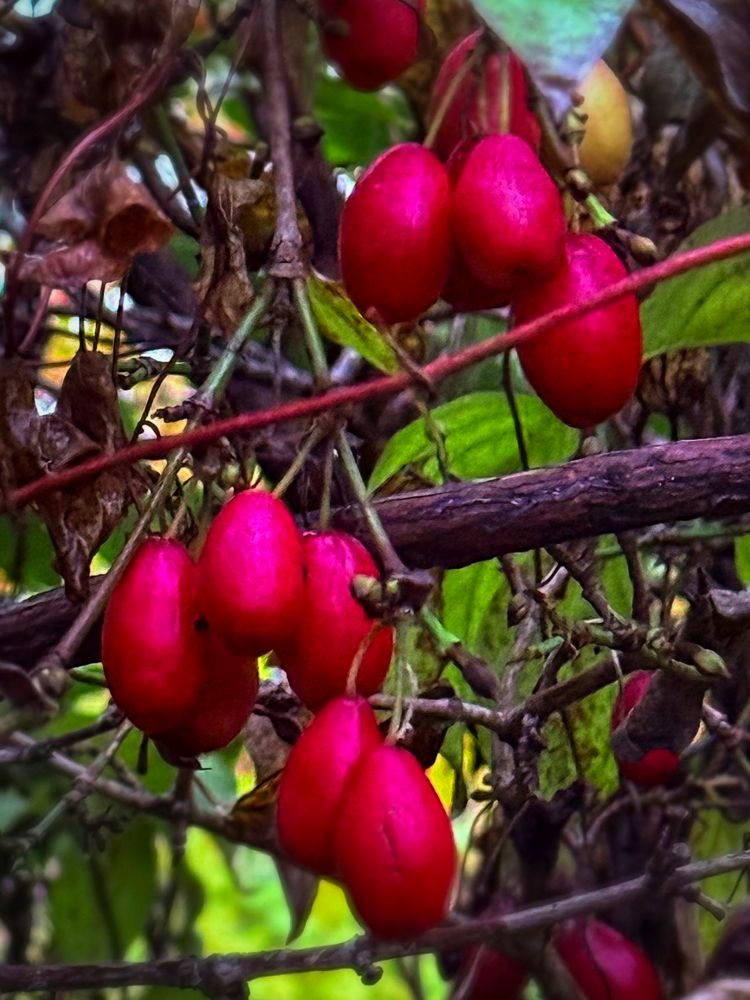 Cornelian Cherries in November Cornelian Cherries in November
