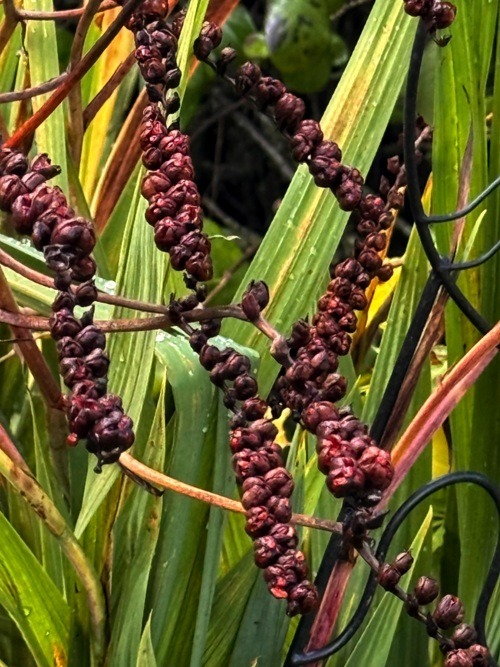 Crocosmia Seeds Crocosmia Seeds