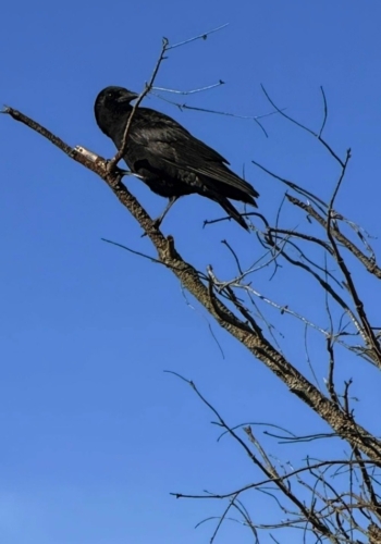 Crow Sentinel