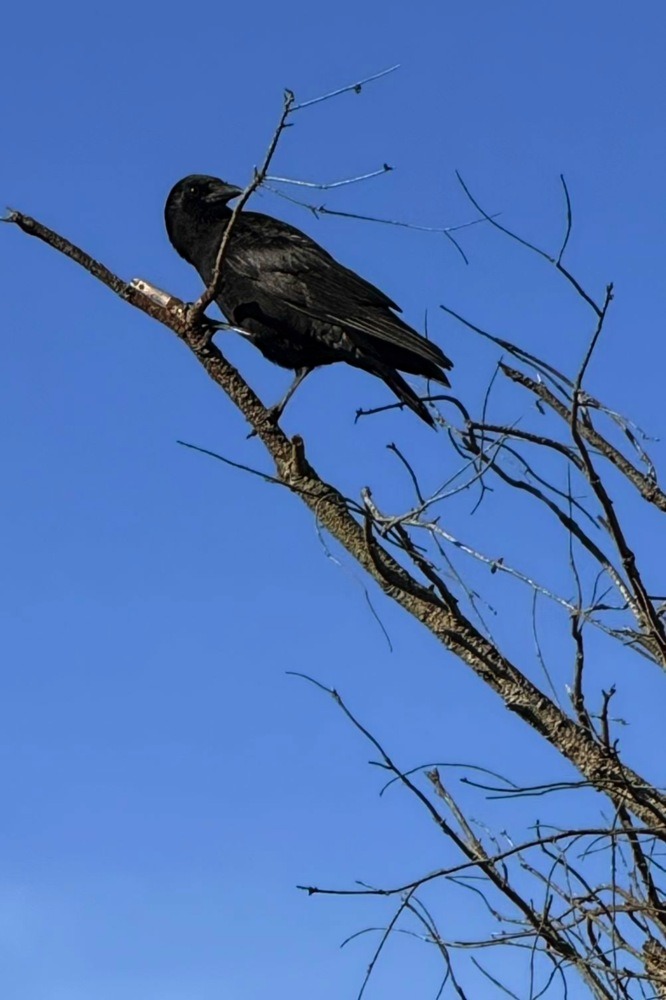 Crow Sentinel Crow Sentinel