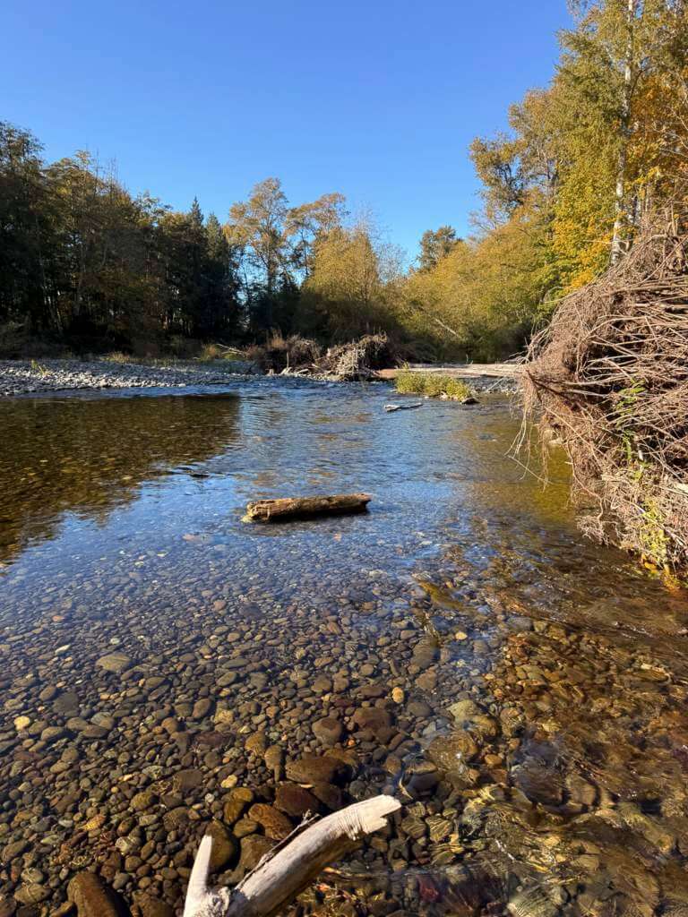 Downriver Looking Downriver on the Dungeness