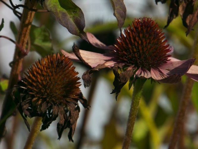 Echinacea Seeds Echinacea Seeds