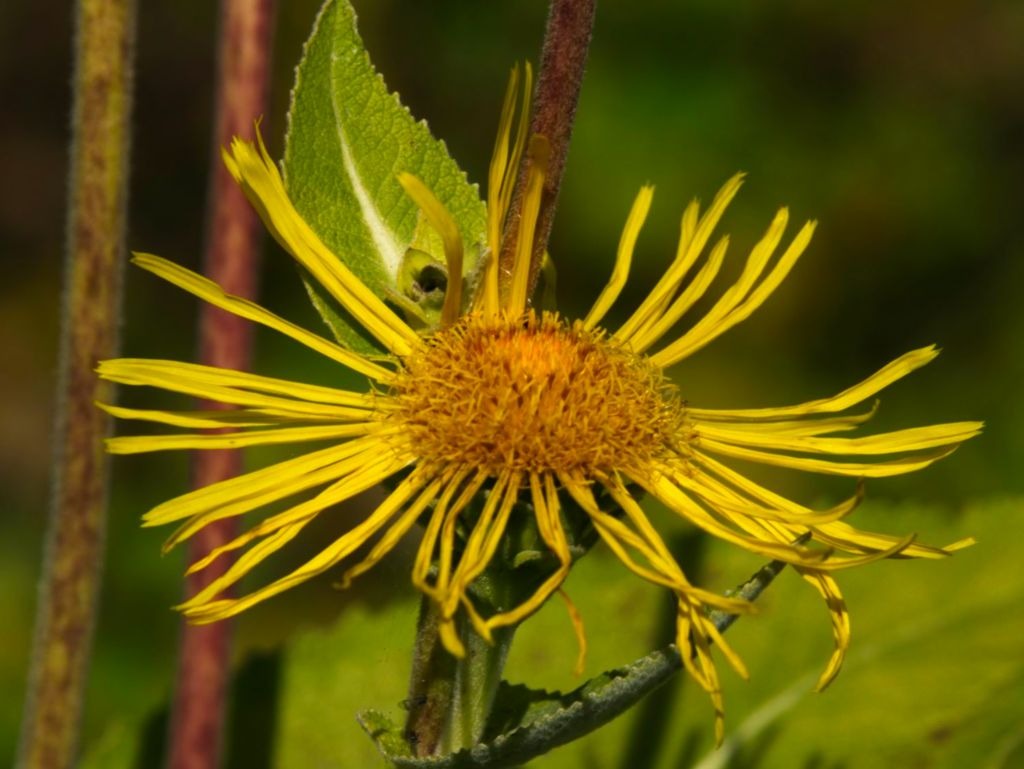 Elecampane Elecampane