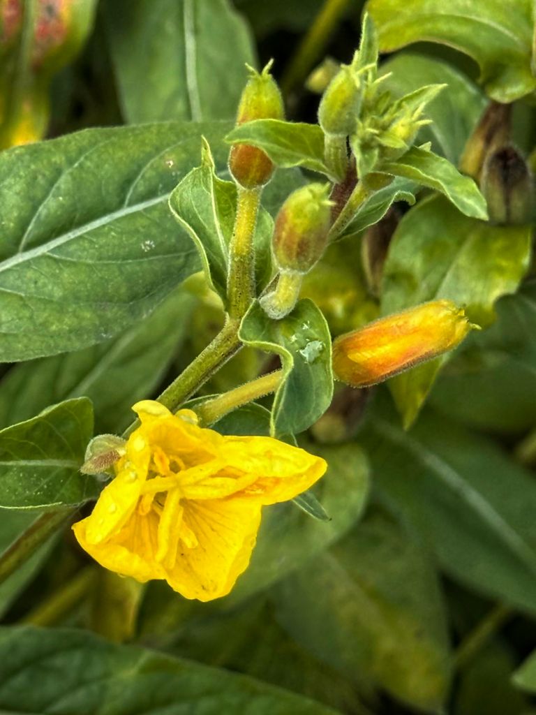 Evening Primrose Evening Primrose