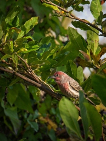House Finch in the sun