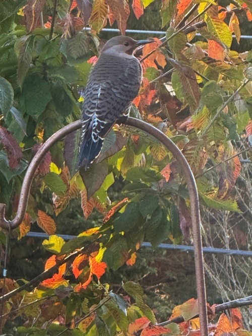 Northern Flicker on perch in fall