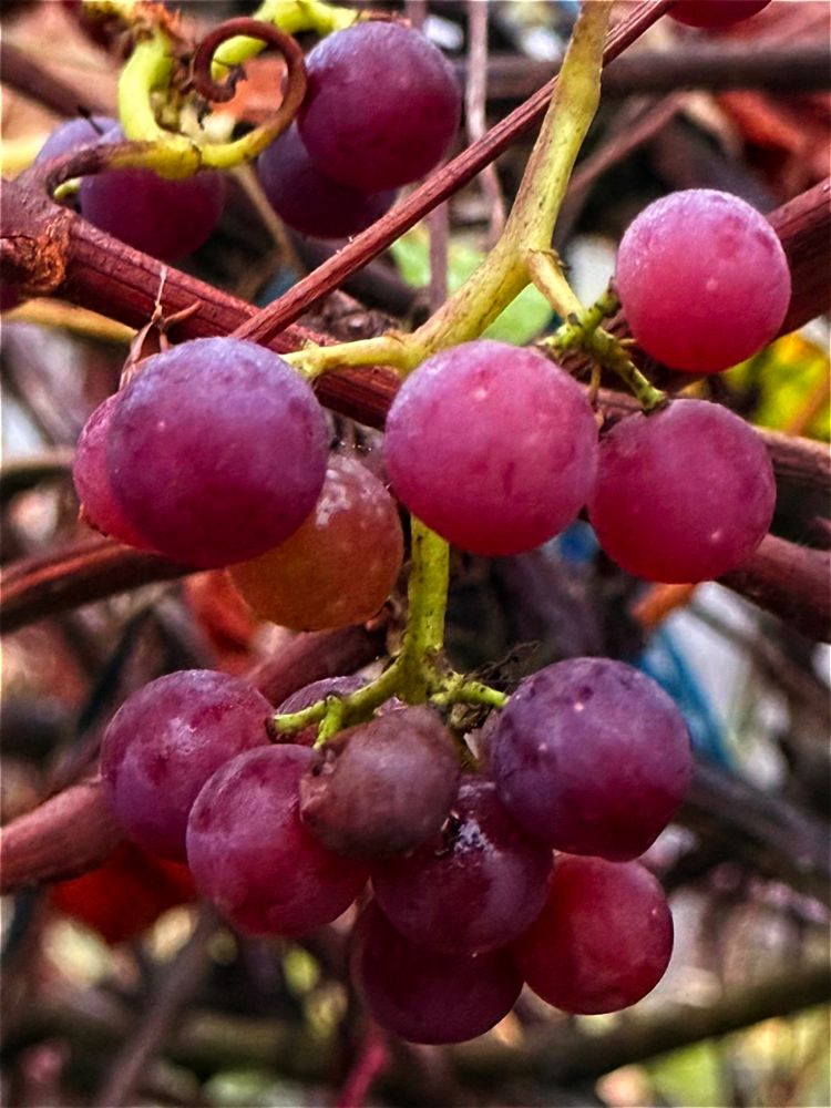 Grapes in November