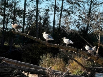 Gulls having an afternoon meeting on a log