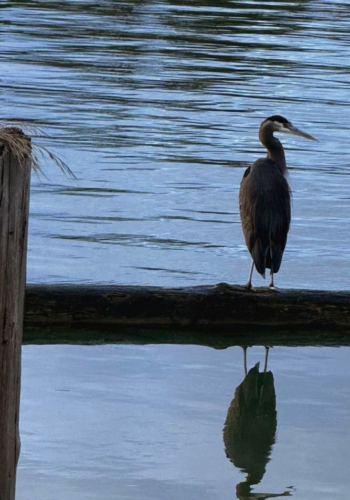 Heron watching Skagit River