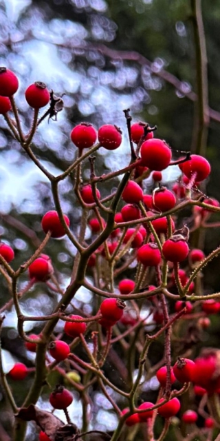 Korean Rosehip