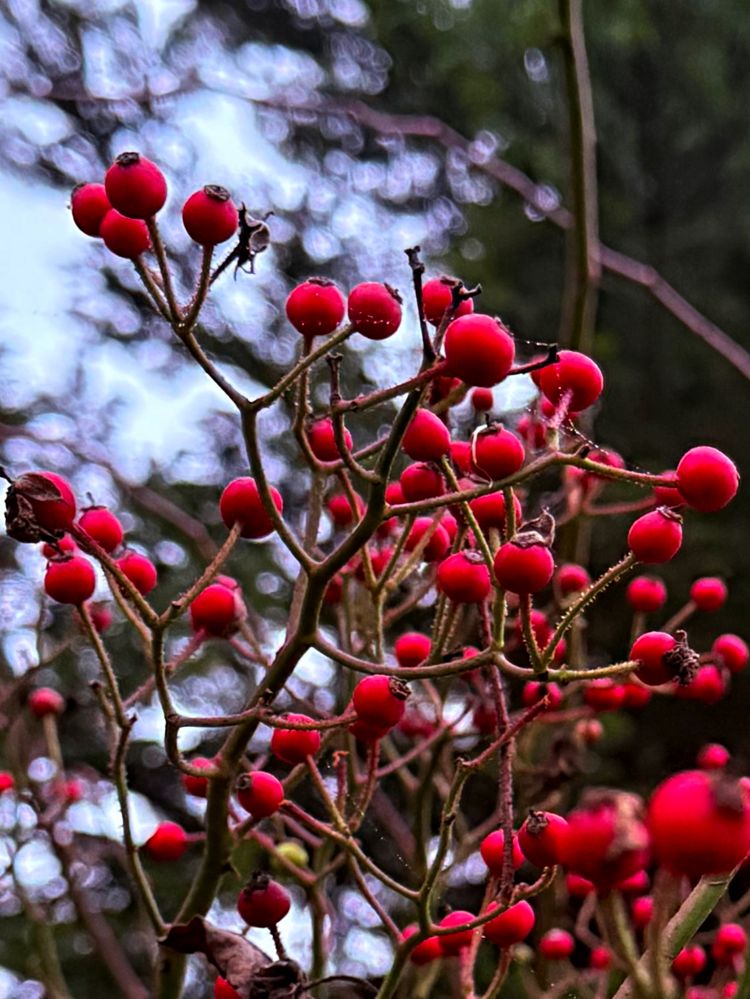 Korean Rosehip Korean Rosehip