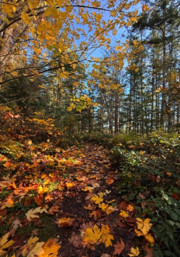 Leaf-strewn path
