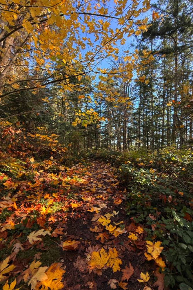 Leaf-strewn path Leaf-strewn path