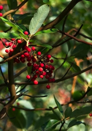 Pacific Madrone berries