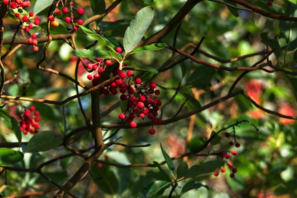 Madrone berries Pacific Madrone berries