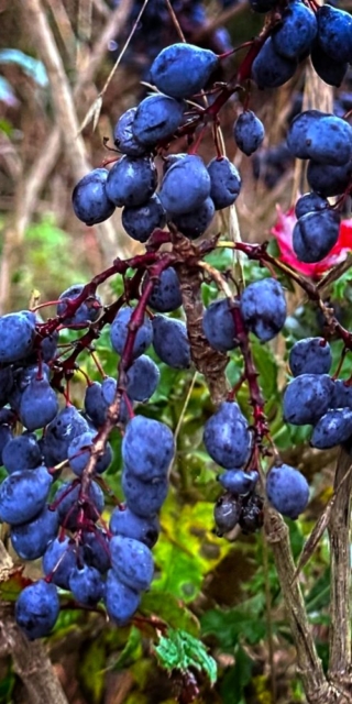 Mahonia-Oregon Grape