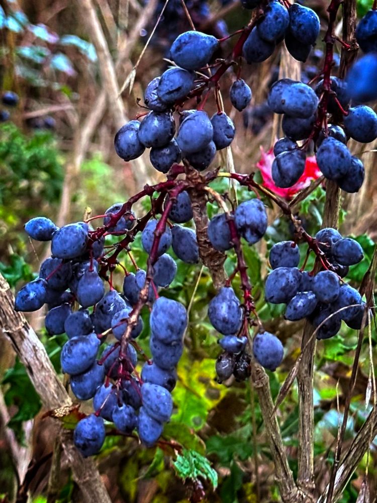 Mahonia-Oregon Grape Mahonia-Oregon Grape