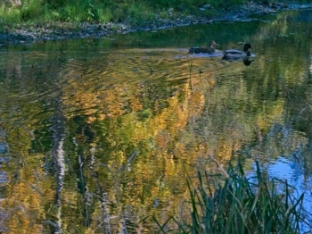 Mallard ducks and autumn reflections on the hatchery pond