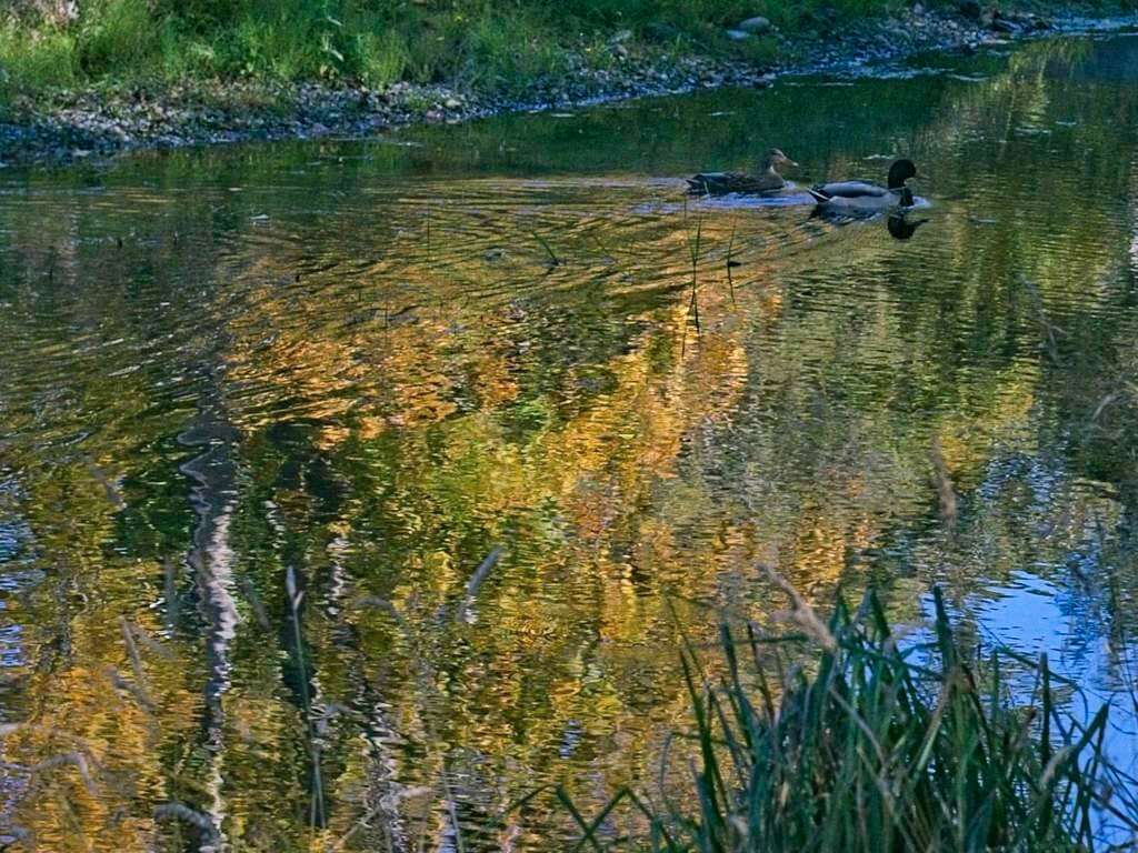 Mallard ducks Mallard ducks and autumn reflections on the hatchery pond