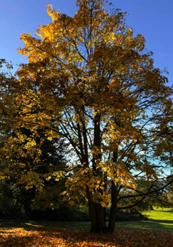Autumn light behind big-leaf maple