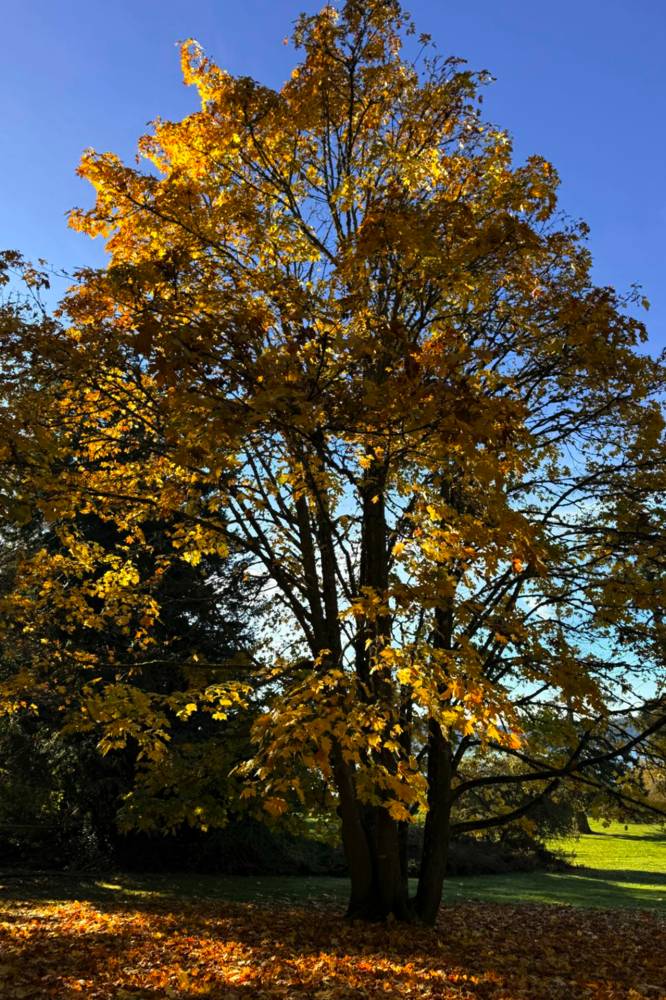Maple tree in autumn Autumn light behind big-leaf maple