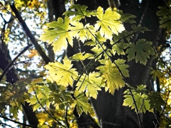 Maple leaves seem to glow in the sun