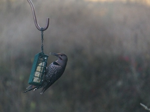 Northern Flicker on suet in fog