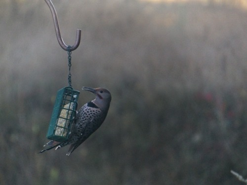 Northern Flicker on Suet Northern Flicker on suet in fog