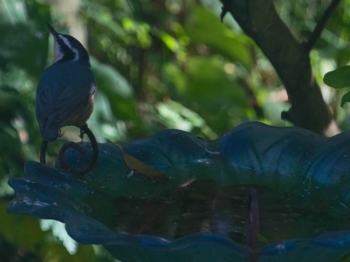 Nuthatch at the water