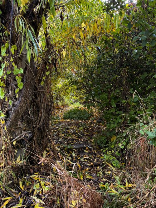 Past the willows Tunnel past the willows