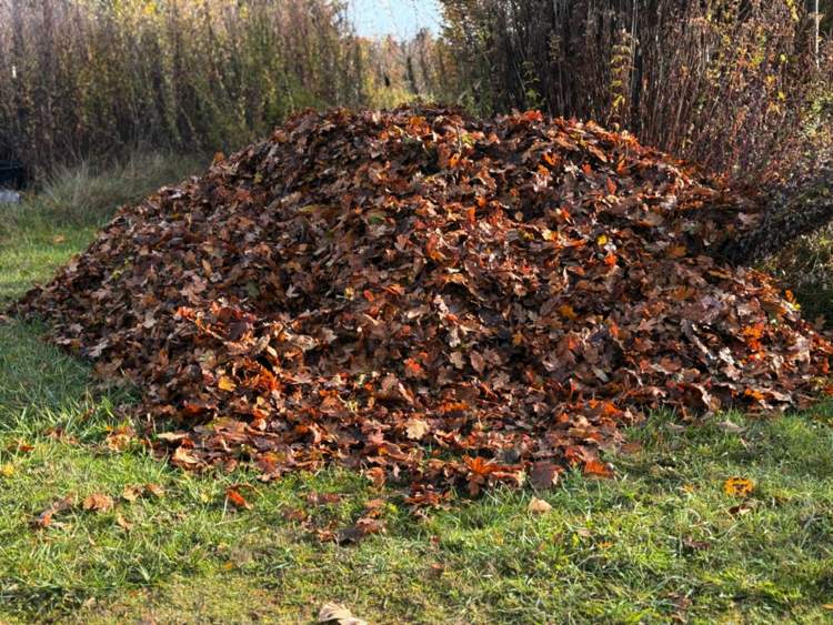 HUGE pile of leaves