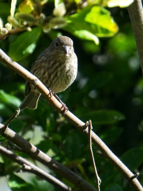 Pine Siskin in the sun