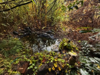 Secret Pond garden